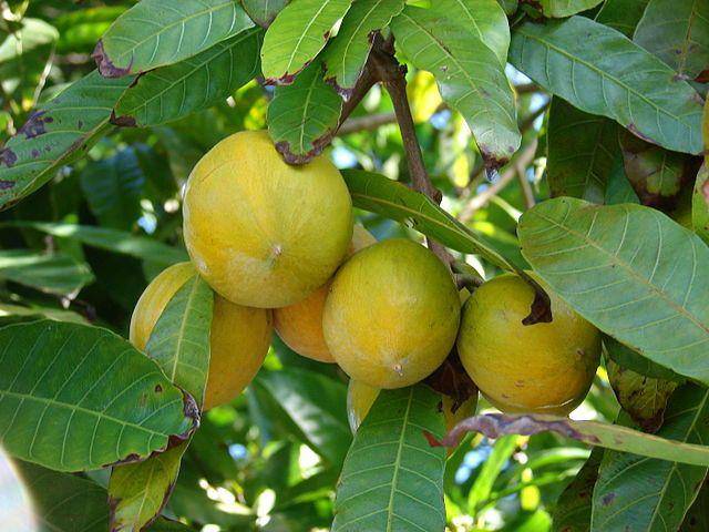 ilustrasi yellow sapote (commons.wikimedia.org/Forest & Kim Starr)