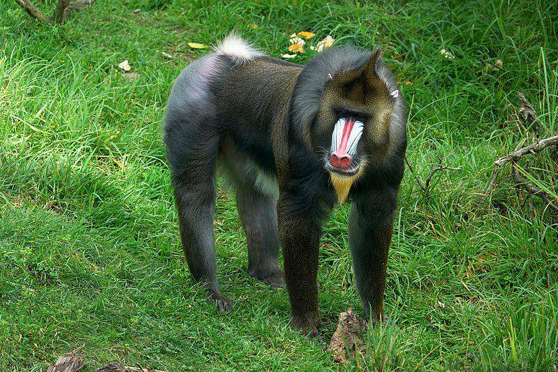 Mandrill (commons.wikimedia.org/Sanjay Acharya)