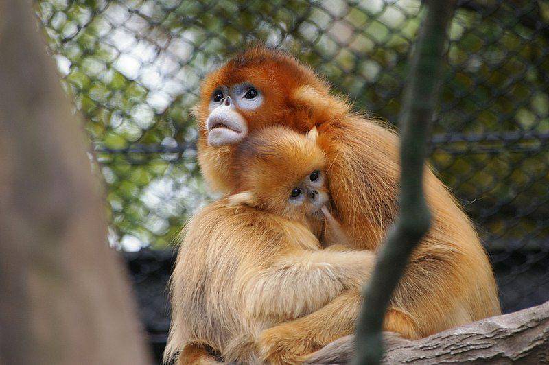 Golden snub nosed monkey (commons.wikimedia.org/Pelican)