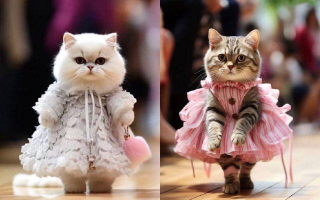 10 Potret Kucing Fashion Show, Jalan di Catwalk Kocak Abis!