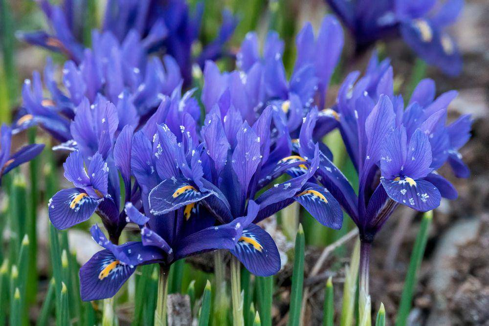 ilustrasi bunga iris (unsplash.com/cholewinski)