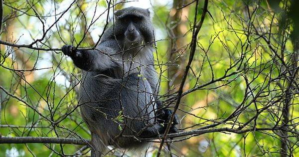 Blue monkey (commons.wikimedia.org/Wang Cai)