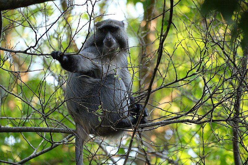 Blue monkey (commons.wikimedia.org/Wang Cai)