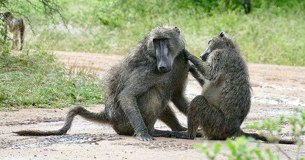 Chacma baboons (commons.wikimedia.org/Bernard Dupont)