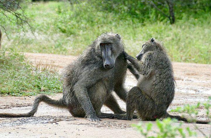 Chacma baboons (commons.wikimedia.org/Bernard Dupont)