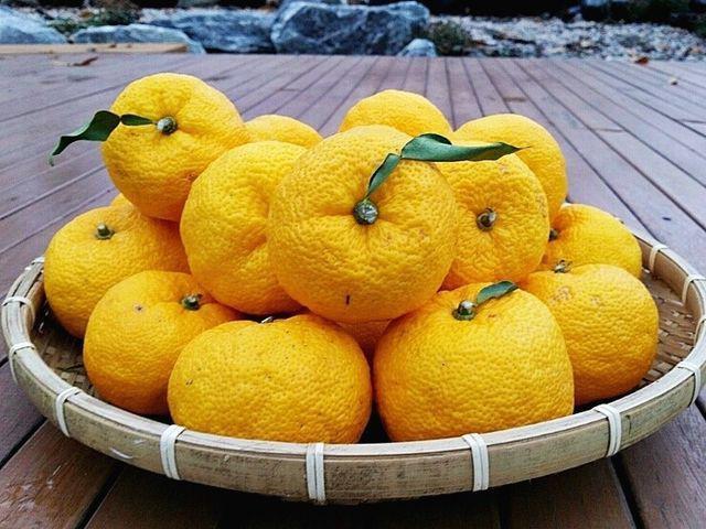20 Nama Buah dari Huruf Y dalam Bahasa Inggris, Sudah Pernah Dengar?