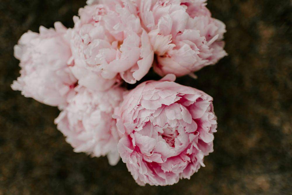ilustrasi bunga peony (unsplash.com/daynalepp)