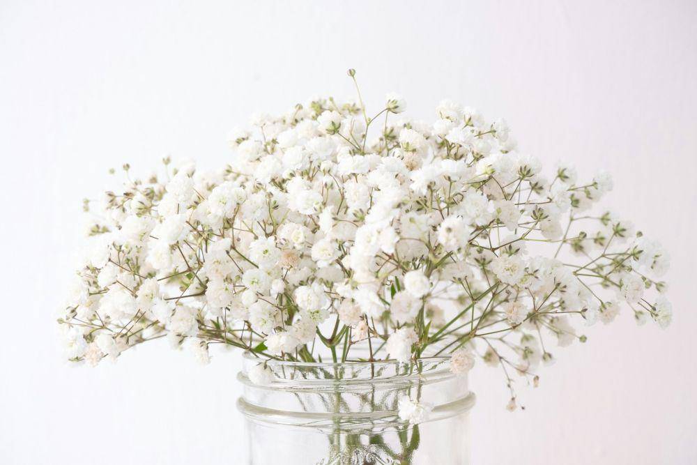 ilustrasi bunga baby's breath (unsplash.com/fsmurrayphoto)