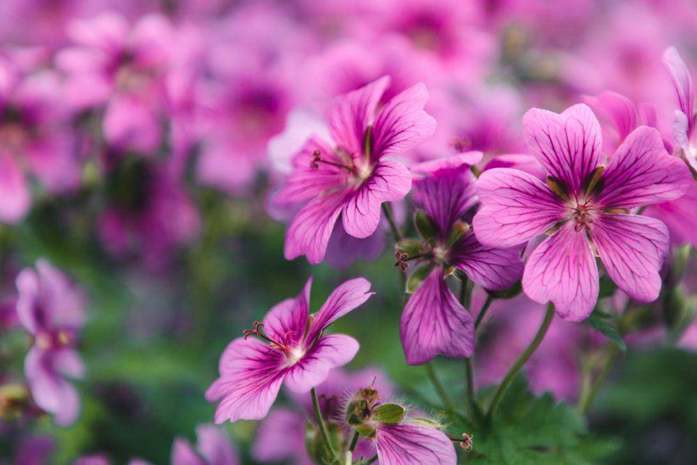 ilustrasi bunga geranium (unsplash.com/jakobsoeby)
