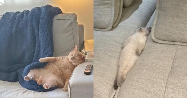 10 Potret Kucing bak Makhluk Paling Cape Sedunia, Gemas