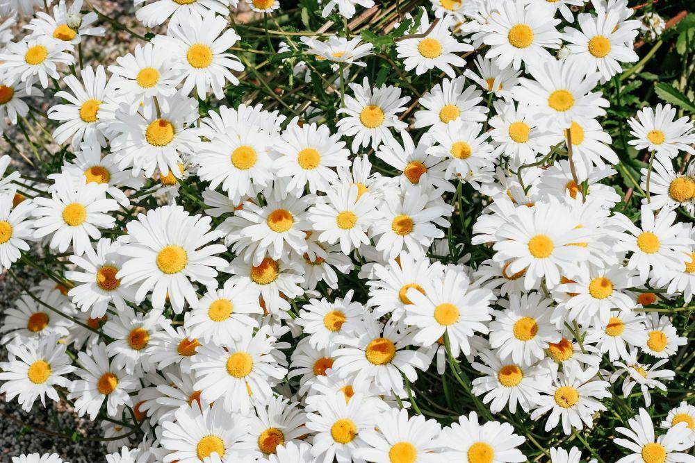 ilustrasi bunga daisy (unsplash.com/micheile)