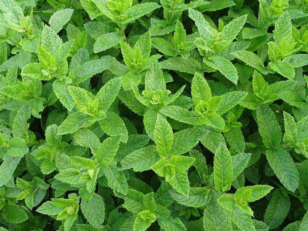 ilustrasi daun mint segar (pixabay.com/PommeGrenade)