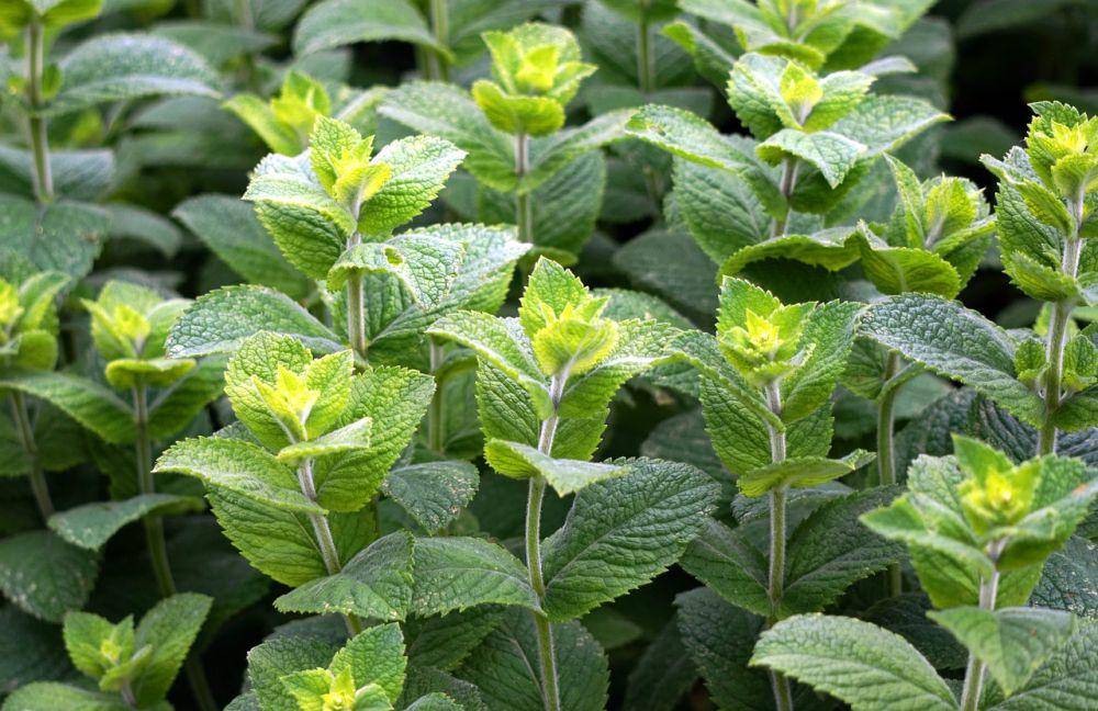 ilustrasi daun mint segar (pixabay.com/matthiasboeckel)