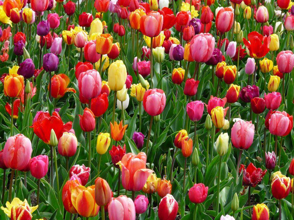 ilustrasi bunga tulip (pexels.com/pixabay)