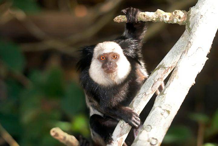 Marmoset (commons.wikimedia.org/Instituto Ultimos Refugios)