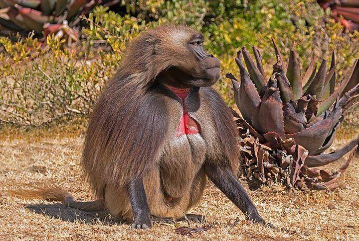 Gelada (commons.wikimedia.org/Charles J. Sharp)