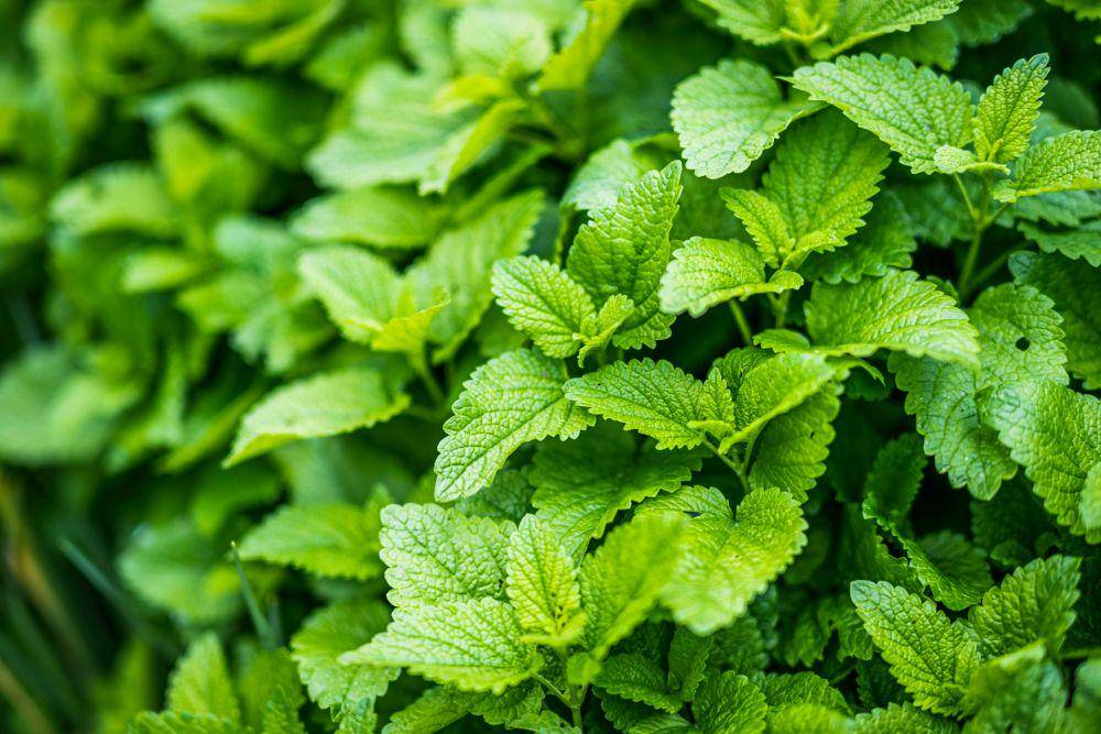 ilustrasi daun mint segar (unsplash.com/Victor Serban)