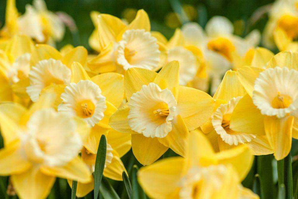 ilustrasi bunga daffodil (unsplash.com/yoksel)