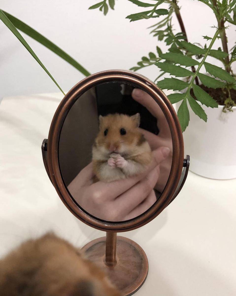 foto lucu hamster saat lagi bercermin (reddit.com/r/hamsters)