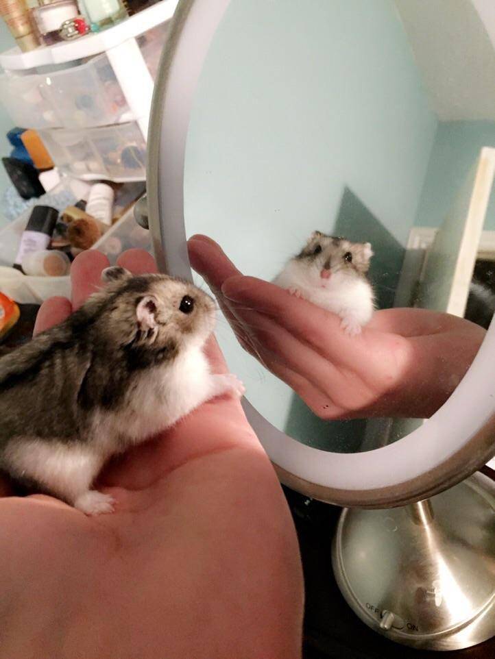 foto lucu hamster saat lagi bercermin (reddit.com/user/kansasisnotthatbad)