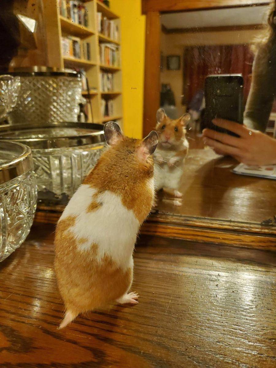 foto lucu hamster saat lagi bercermin (reddit.com/user/Salty-Double-9700)