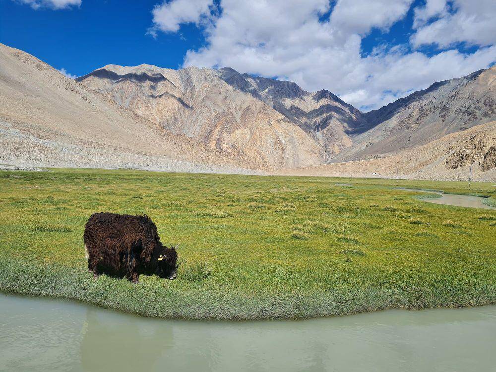 Yak (commons.m.wikimedia.org/Jagseer S Sidhu)