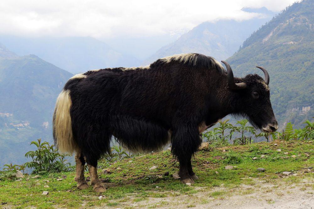 9 Fakta Unik Yak, Hewan Mirip Banteng yang Penuh Manfaat