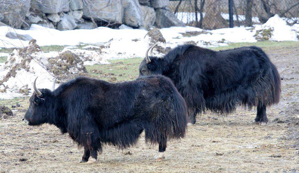Yak (commons.m.wikimedia.org/Dave Pape)