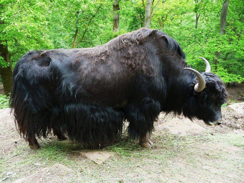 Yak (commons.m.wikimedia.org/4028mdk09)