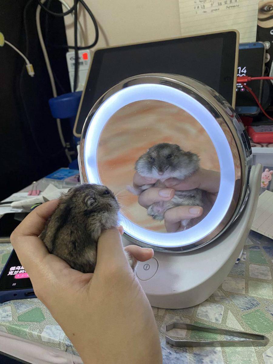 foto lucu hamster saat lagi bercermin (reddit.com/user/cosmic-irrelevance)