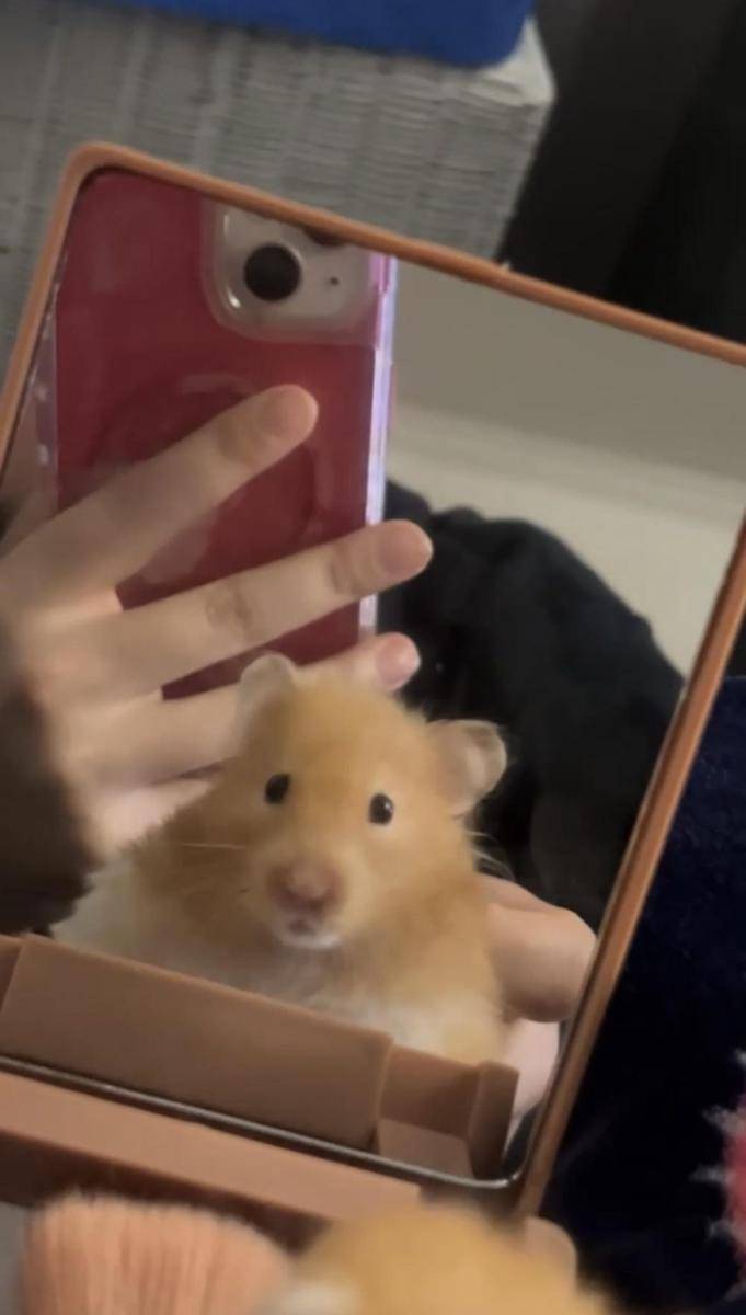 foto lucu hamster saat lagi bercermin (reddit.com/user/Plus_Tax_8595)
