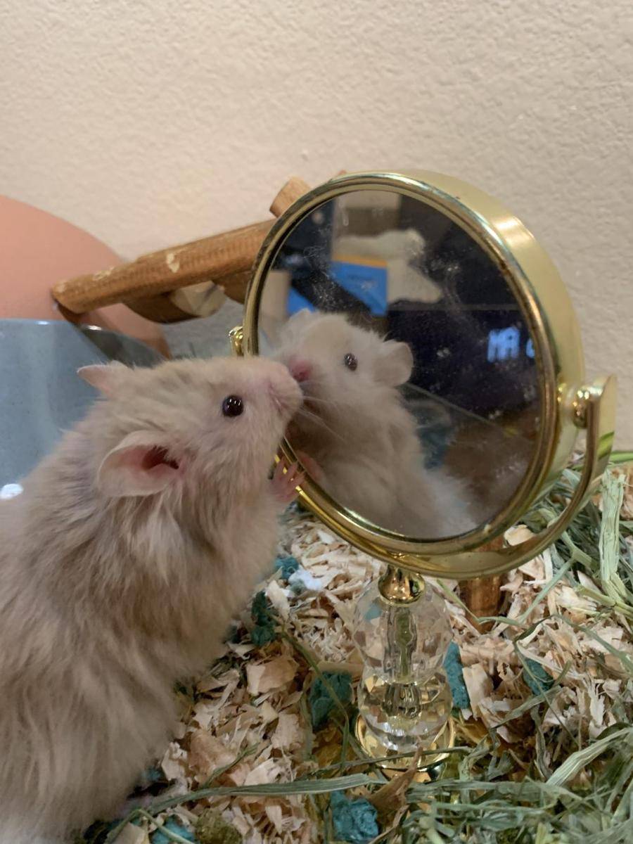 foto lucu hamster saat lagi bercermin (reddit.com/user/BigOlBooks)