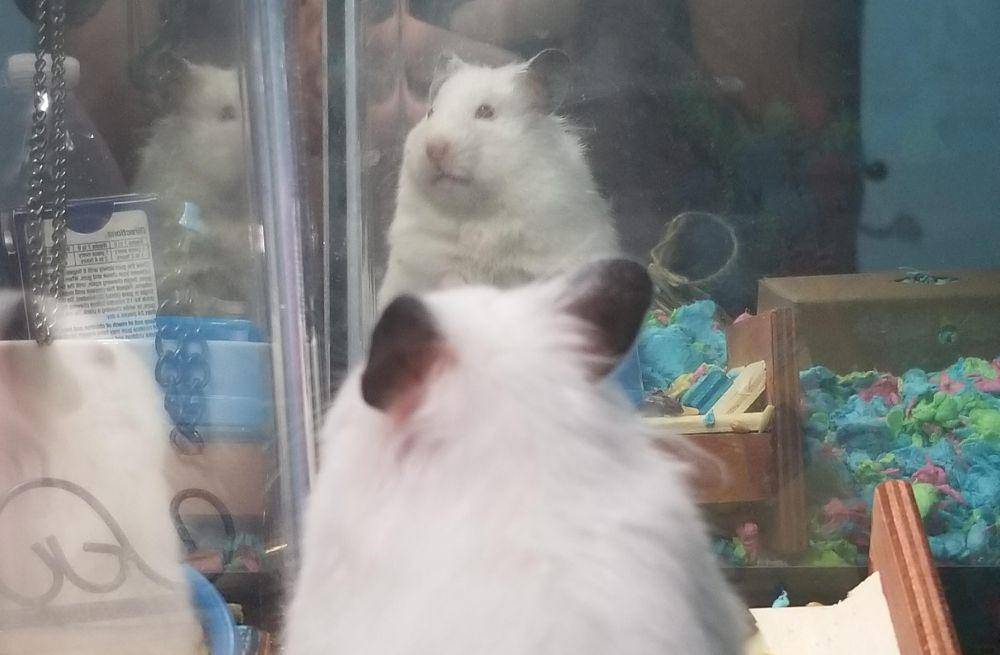 foto lucu hamster saat lagi bercermin (reddit.com/user/Doctorrussell)