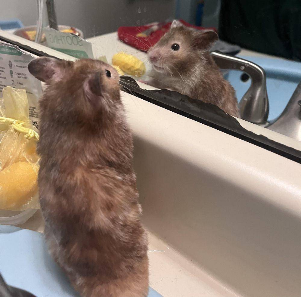 foto lucu hamster saat lagi bercermin (reddit.com/user/ayyimabigail)