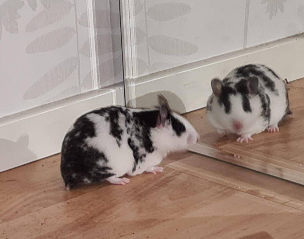 foto lucu hamster saat lagi bercermin (reddit.com/user/_Grusgrus_)