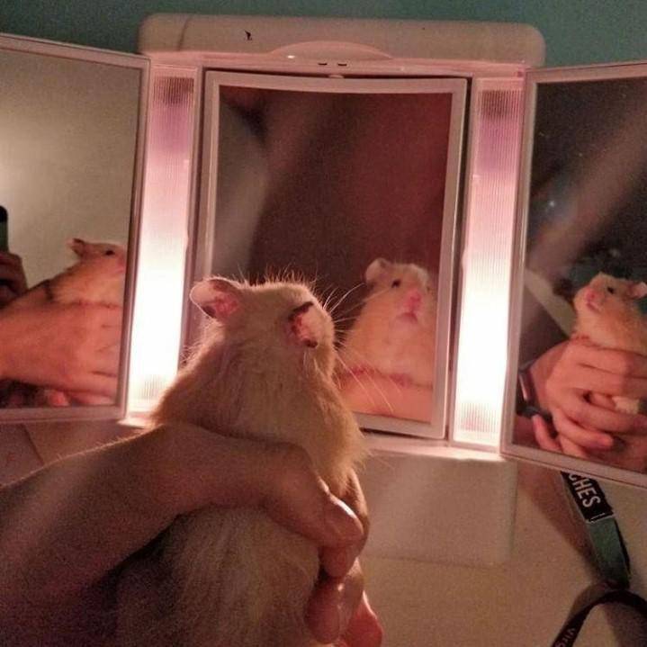 foto lucu hamster saat lagi bercermin (reddit.com/user/foundlostblackcat)