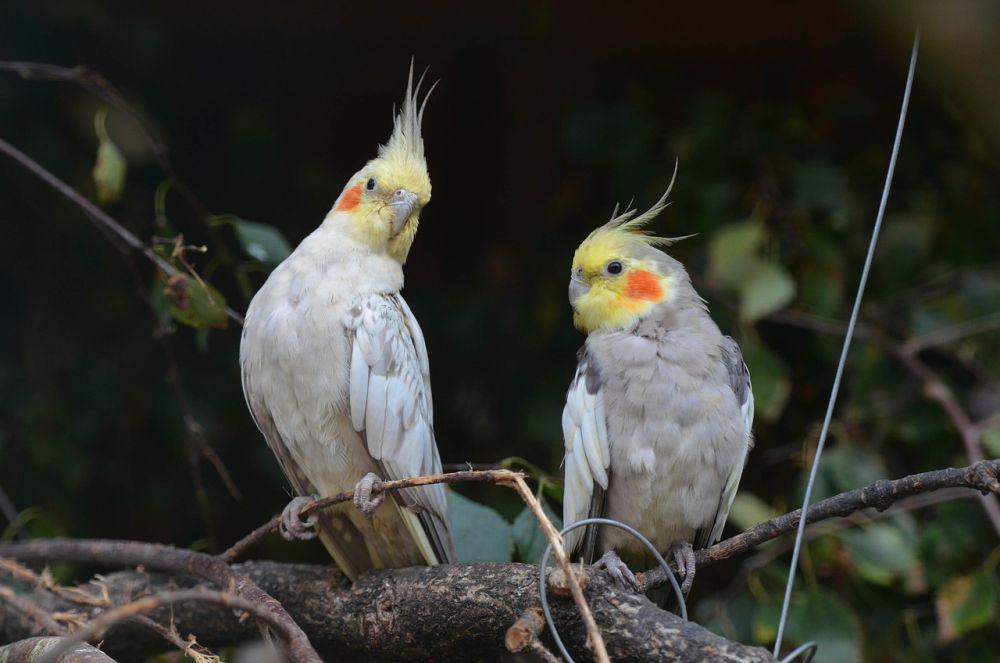 7 Fakta Parkit Australia, Burung Terkecil dari Keluarga Kakatua
