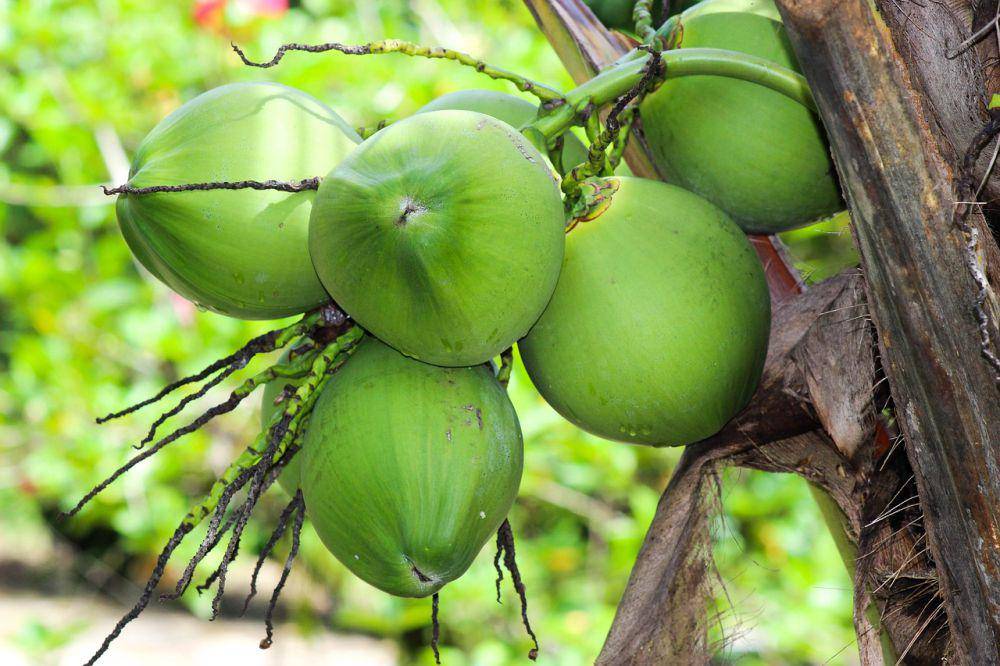 ilustrasi pohon kelapa (pixabay.com/Oscar)