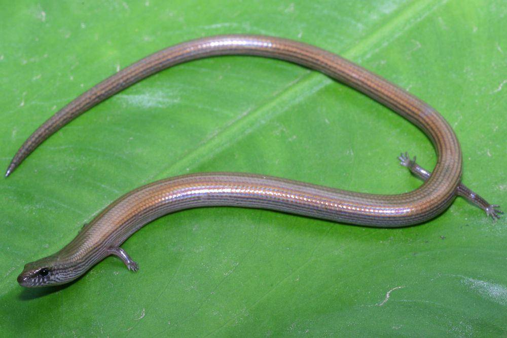 Kadal ular (twitter.com/IUCN SSC Skink Specialist Group)