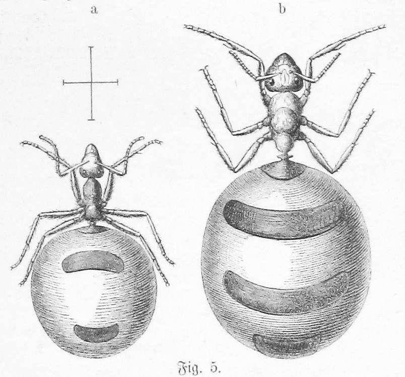 Semut honeypot (commons.wikimedia.org/various)