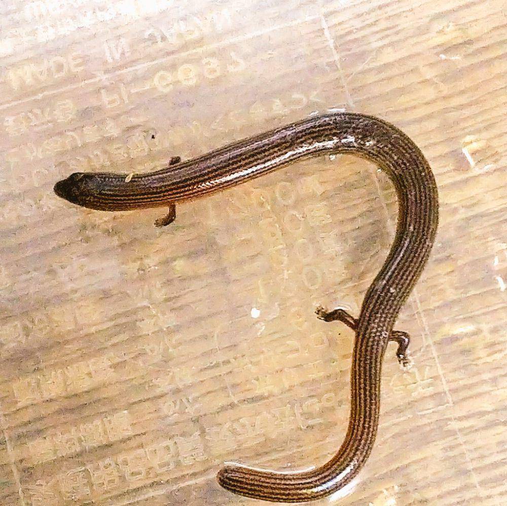 Kadal ular (twitter.com/爬虫類・両生類専門店レプティリカス)