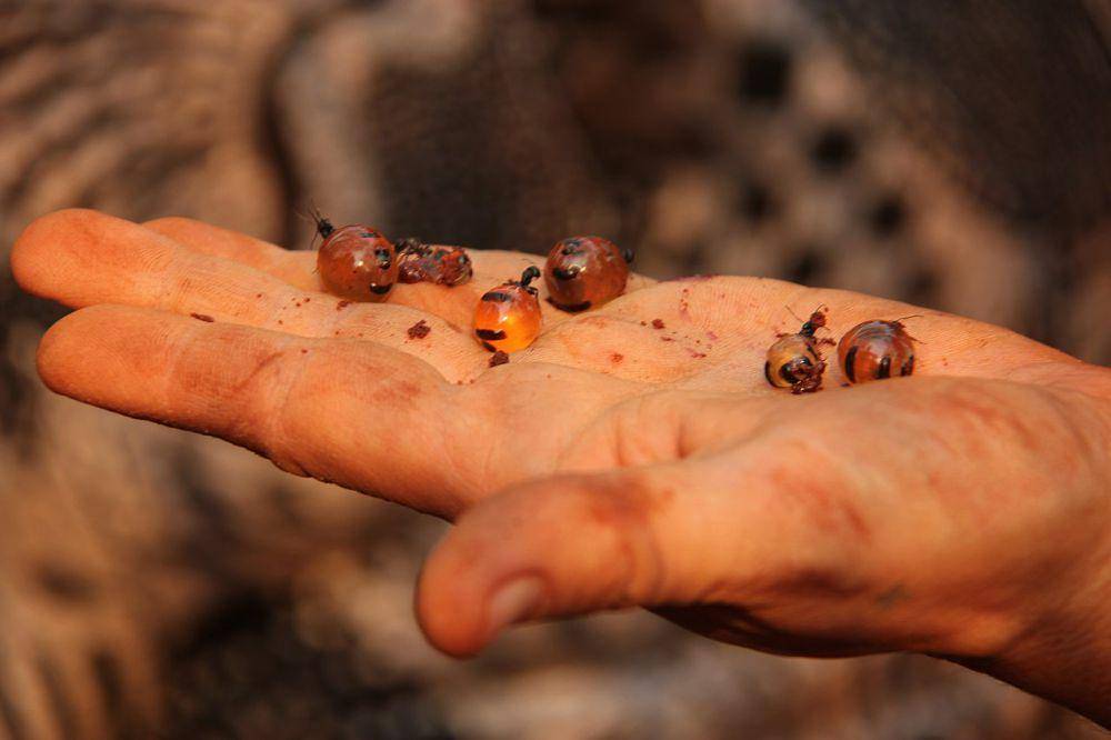Semut honeypot (commons.wikimedia.org/avilasal)