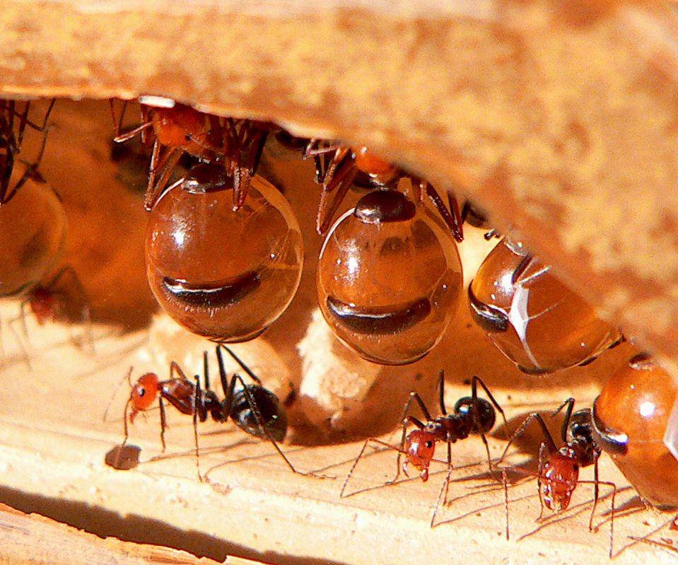 Semut honeypot (commons.wikimedia.org/Greg Hume)