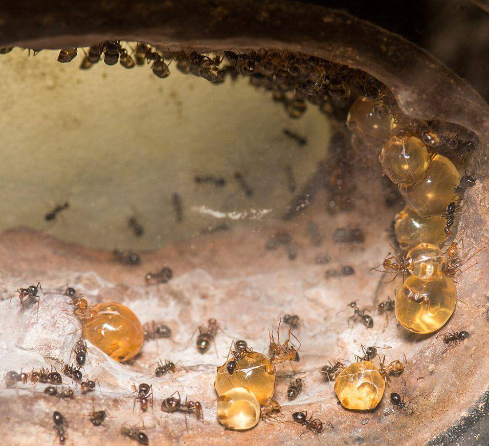 Repletes (commons.wikimedia.org/Derrick Coetzee)