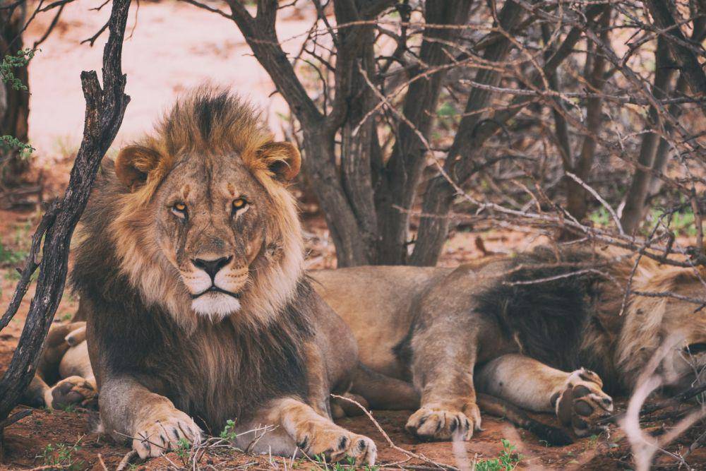 ilustrasi singa Afrika Utara (unsplash.com/Jonatan Pie)