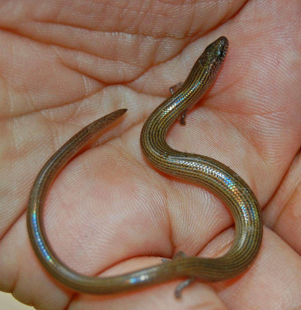 Kadal ular di tangan manusia (commons.wikimedia.org/W.A. Djatmiko)
