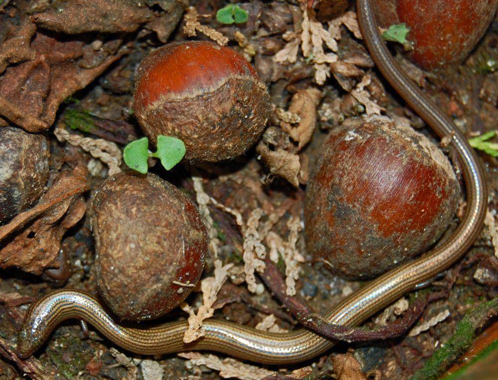 Kadal ular (commons.wikimedia.org/W.A. Djatmiko)