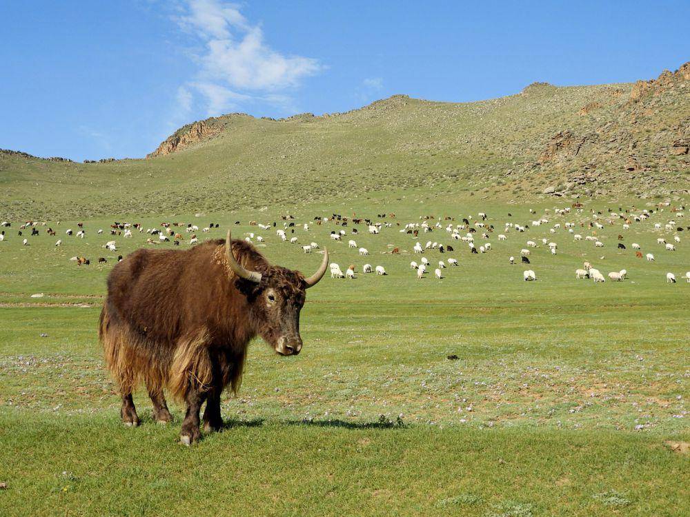 Yak (pixabay.com/Наталья Коллегова