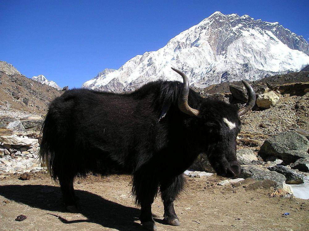 Yak (pixabay.com/SImon)