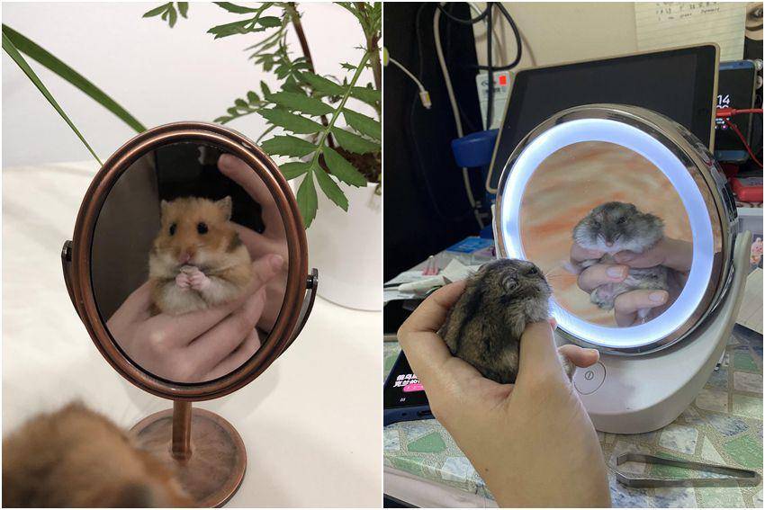 kolase foto lucu hamster saat lagi bercermin (reddit.com/r/hamsters | reddit.com/user/cosmic-irrelevance)